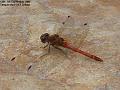 2005-0907reddarter