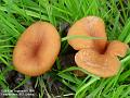 2005-0912fungi