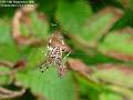 2005-0914spider