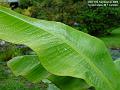 2005-0915banana