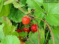 2005-0919strawberries
