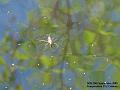 2005-0920pondskater