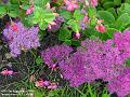 2005-0921fuschias