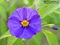 2005-0922blueflower
