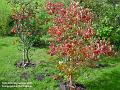 2005-0927redshrub