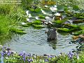 2005-0928pigeonbath