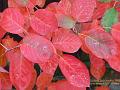 2005-1003redleaves