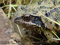 2005-1004frog