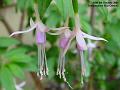 2005-1008fuschias