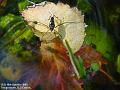 2005-1010pondskater