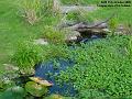 2005-1011pond