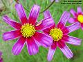 2005-1012cosmos