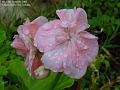 2005-1013geranium