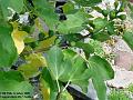 2005-1015figs