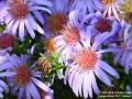 2005-1016daisies