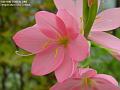 2005-1018pinkflower