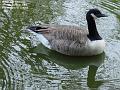 2005-1019goose