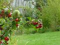 2005-1023parakeet