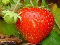2005-1030stawberries