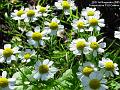 2005-1101daisies