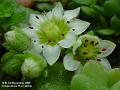 2005-1103whitealpibe
