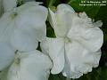 2005-1107bizzyliz