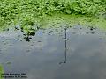 2005-1108pondmast