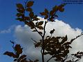2005-1109cumulus
