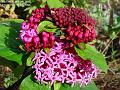 2005-1113redflower
