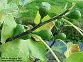 2005-1115figs