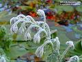 2005-1117borage
