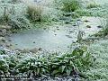 2005-1118frost