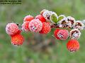2005-1119berries