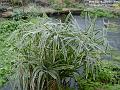 2005-1120brackplant