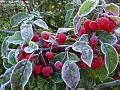 2005-1121crabapples