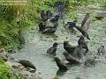 2005-1122starlings