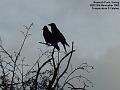 2005-1124rooks