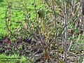 2005-1129figs
