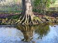 2005-1207mordenhallroot