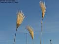 2005-1218grass