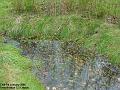 2006-0101grass