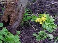 2006-0104primula