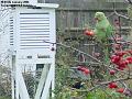 2006-0106polly