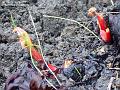 2006-0107rhubarb