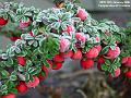 2006-0112Berries