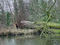 2006-0113felledtree