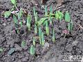 2006-0119daffs