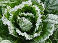 2006-0124FrostyCabbage