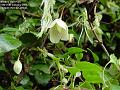 2006-0125clematis