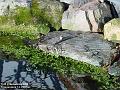 2006-0129rockery